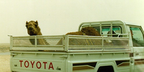 camel_truck.jpg (46726 bytes)